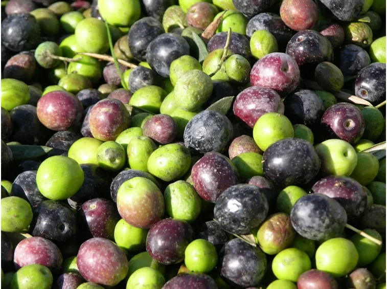 Olive appena raccolte