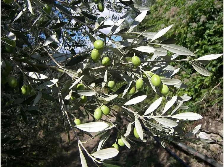 Ramo di ulivo colmo di frutti