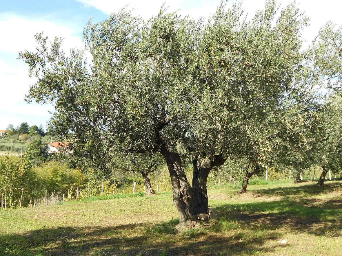 Maestoso albero di ulivo