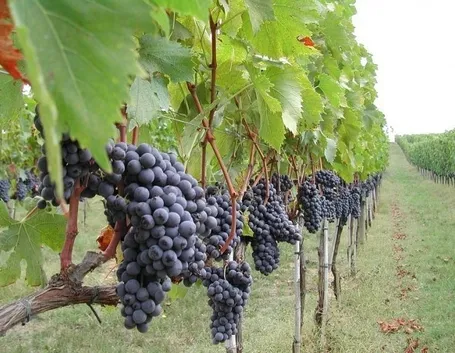 Esempio di vigneto
