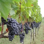 Esempio di vigneto