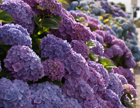 L'Hydrangea macrophylla (Hortensia)
