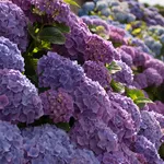 L'Hydrangea macrophylla (Hortensia)