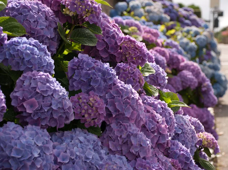 L'Hydrangea macrophylla (Hortensia)