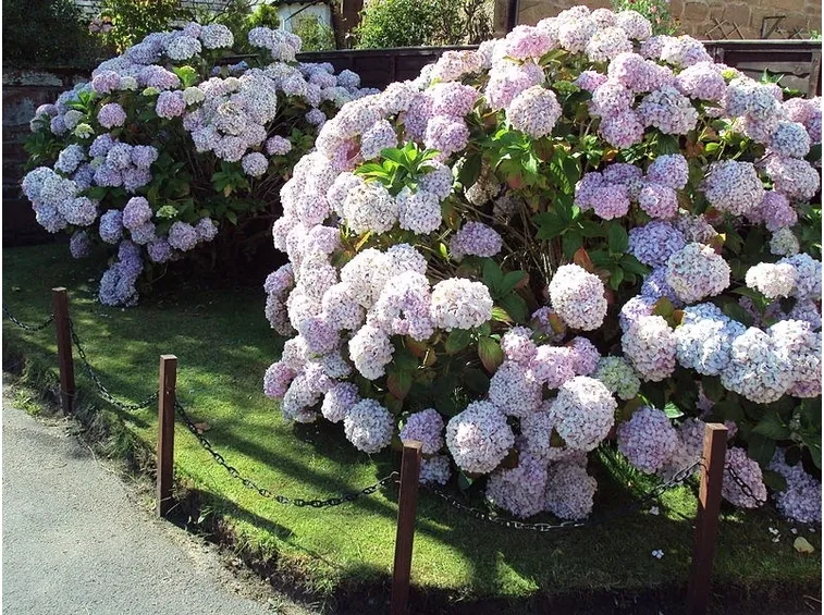 Ortensia a fiore rosa
