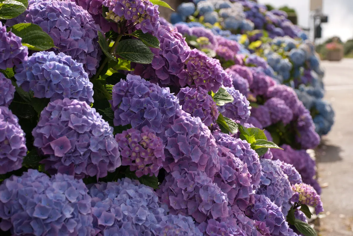 L'Hydrangea macrophylla (Hortensia)