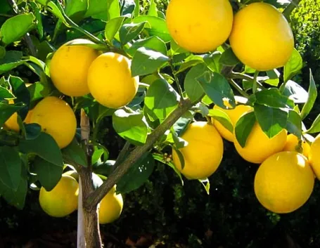 Pianta di limone