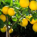 Pianta di limone