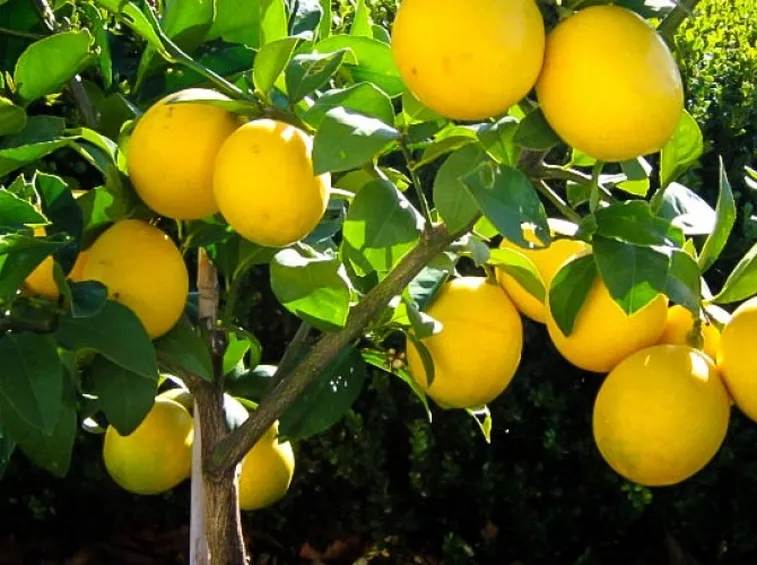Pianta di limone