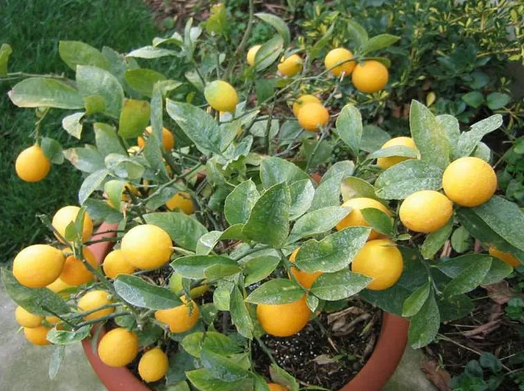 Pianta di limone in vaso