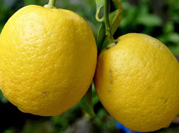 Limoni