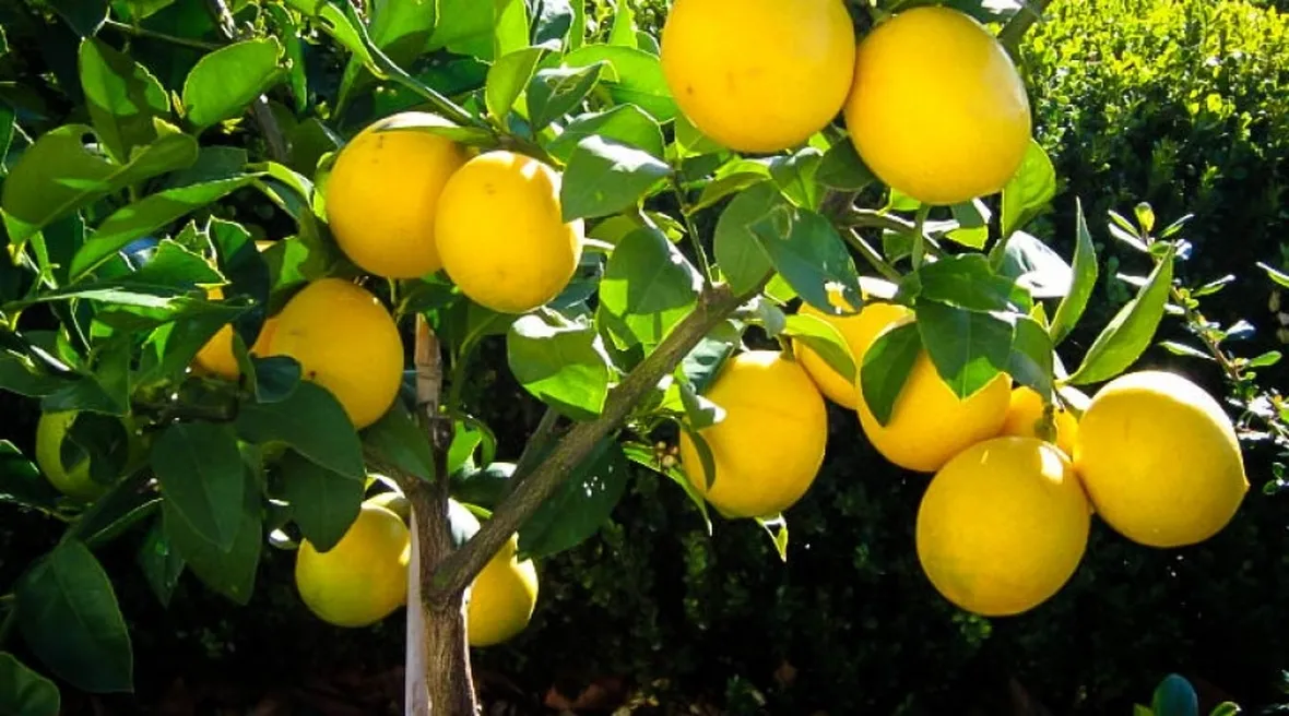 Pianta di limone