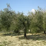 Esemplari di olivi potati