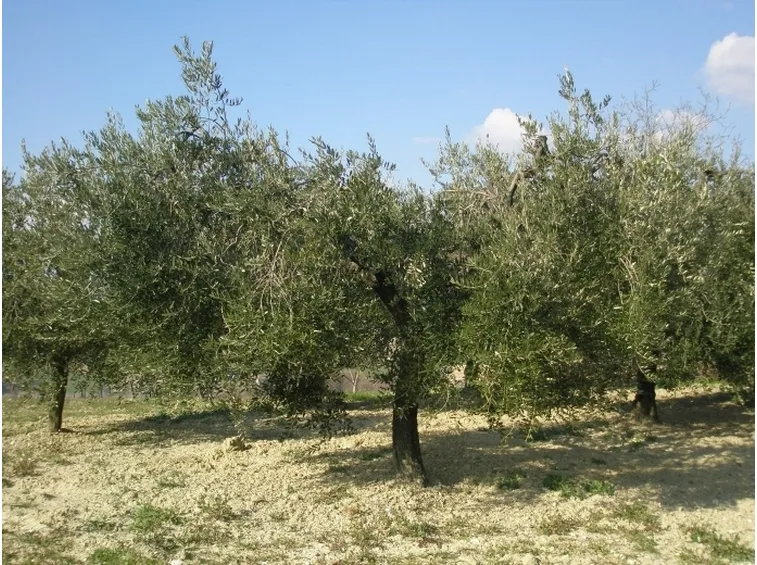Esemplari di olivi potati