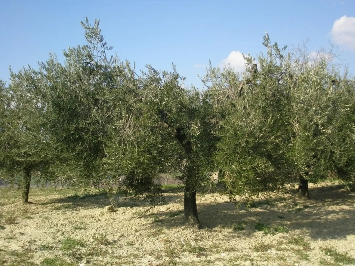 Esemplari di olivi potati