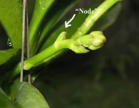 nodo di orchidea