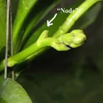 nodo di orchidea