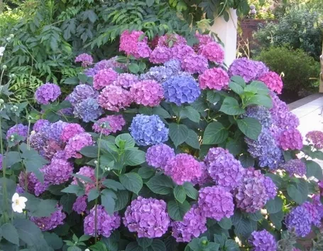 ortensia in fiore