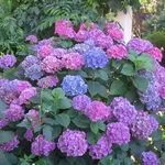 ortensia in fiore