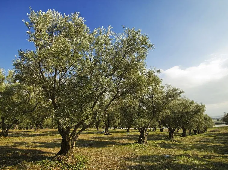 Piantagione di ulivo