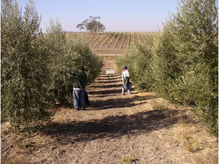 Cura e concimazione degli alberi di ulivo