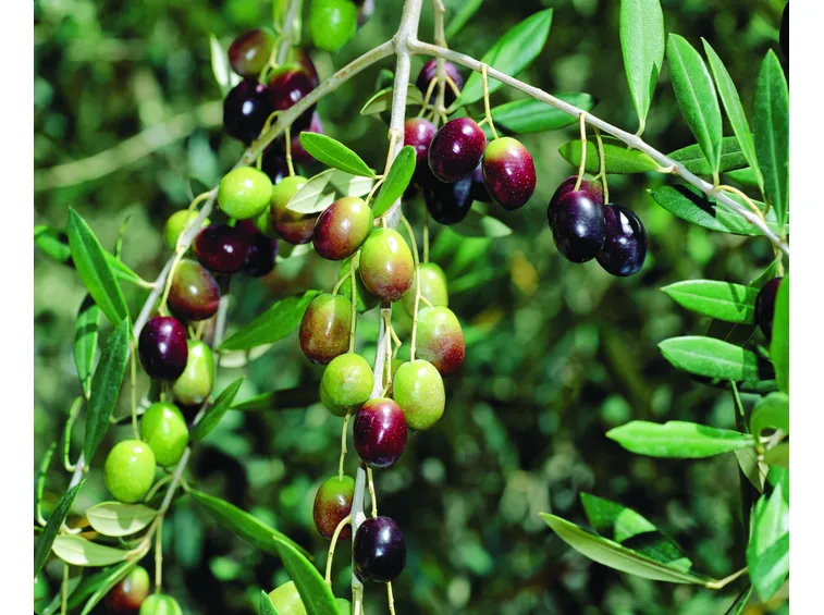 Pianta di olivo ammalata