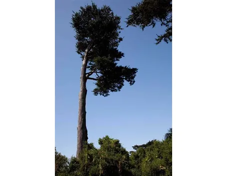 albero molto alto