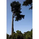 albero molto alto