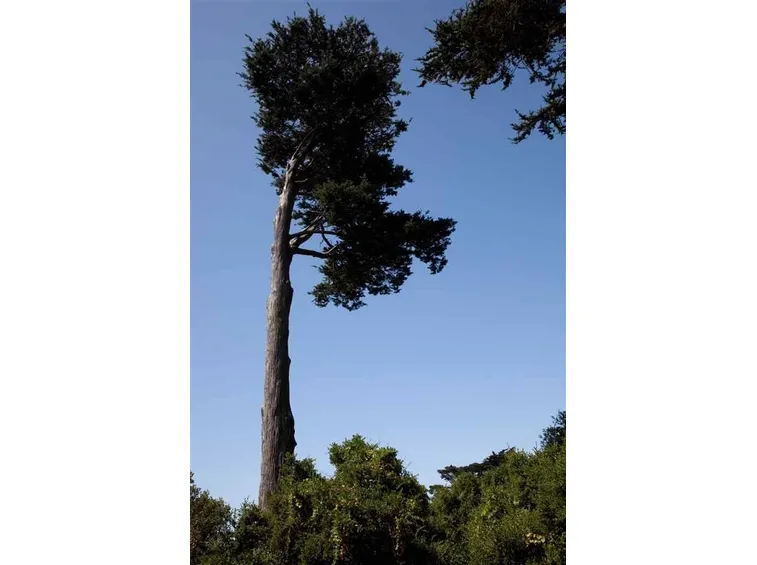 albero molto alto