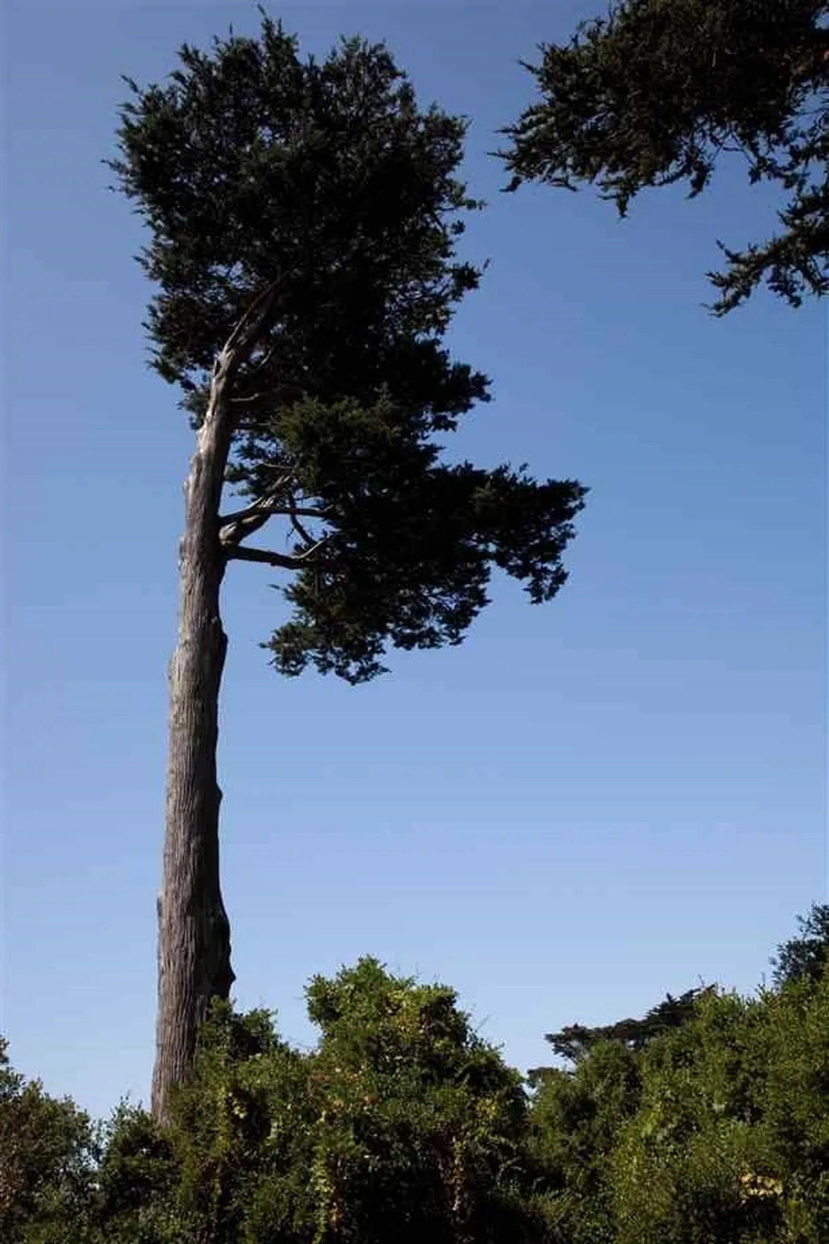 albero molto alto