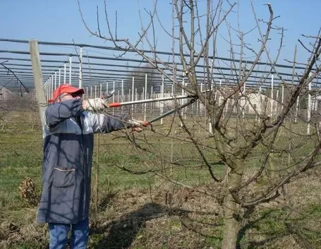 Potatura di alberi da frutto