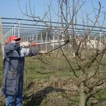Potatura di alberi da frutto