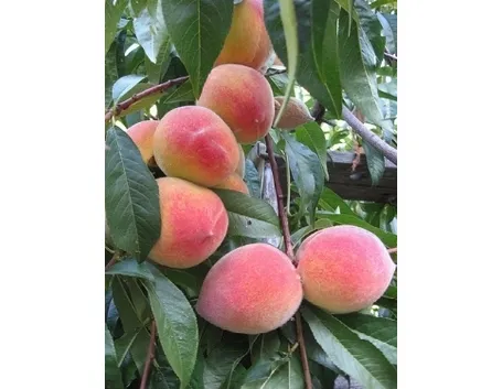risultati buona potatura