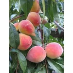 risultati buona potatura