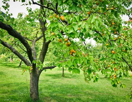Albero albicocco