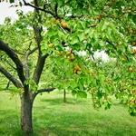 Albero albicocco
