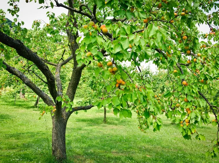 Albero albicocco