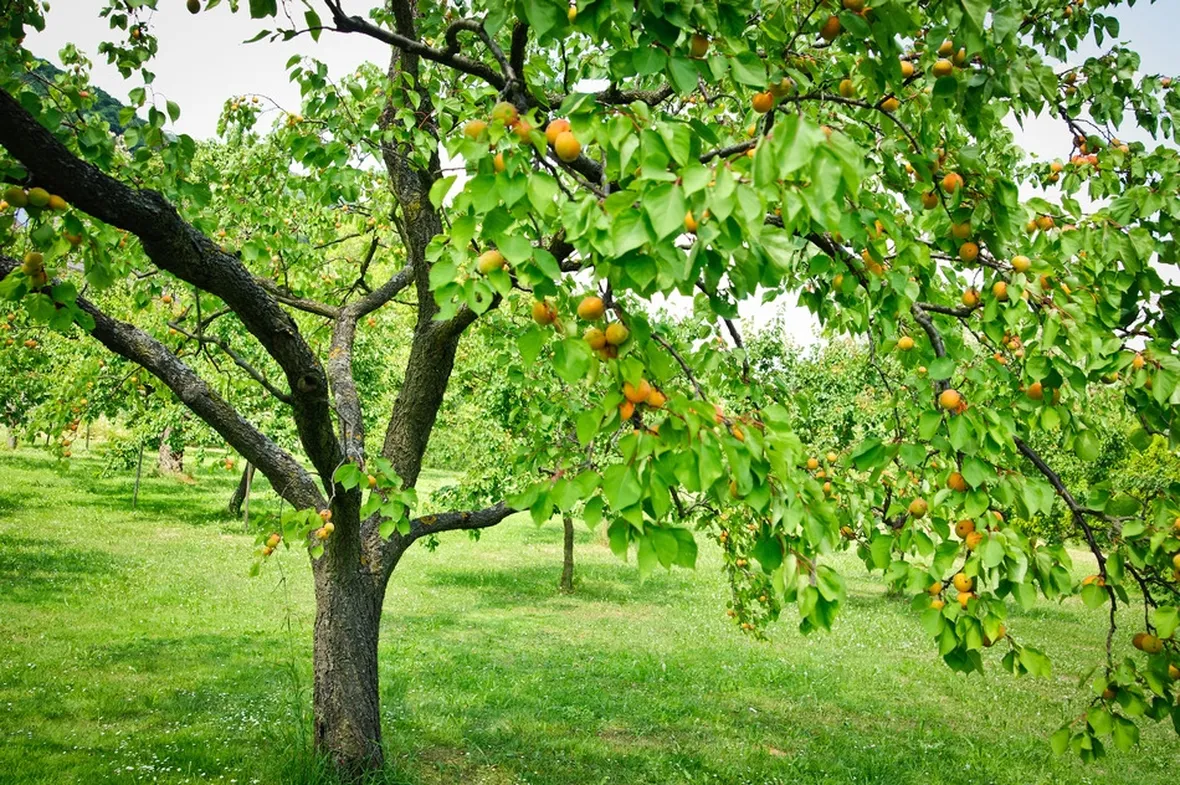 Albero albicocco