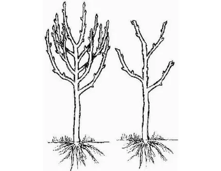 potatura albicocco