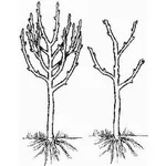 potatura albicocco