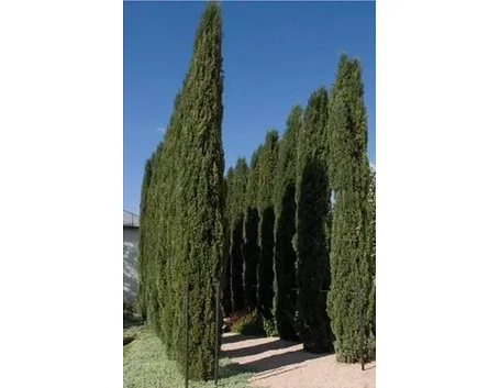 cipressi italiani