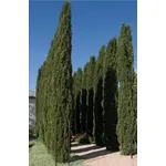 cipressi italiani