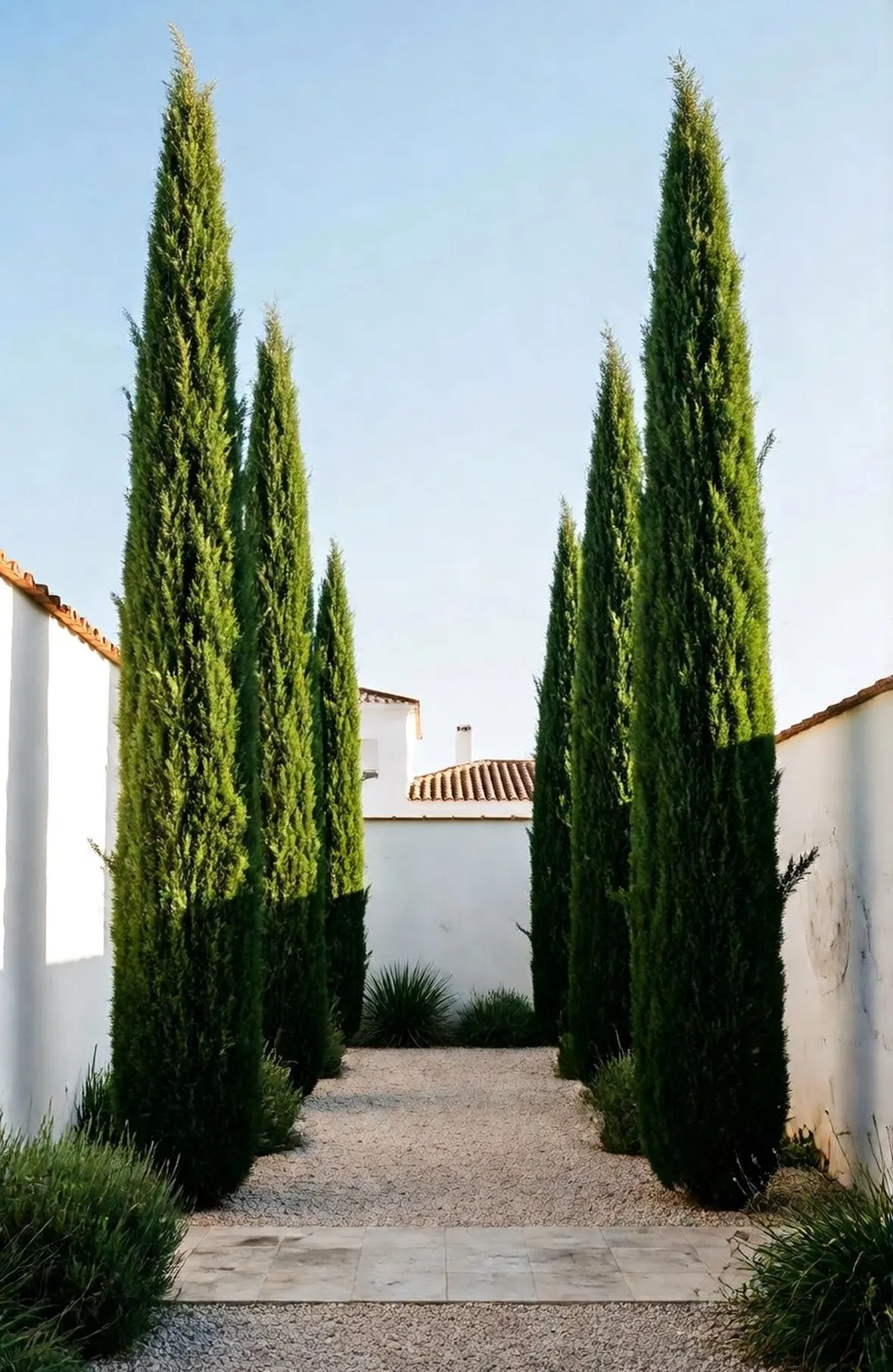 cipressi italiani