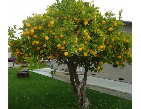albero di limone davanti alla casa
