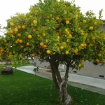 albero di limone davanti alla casa