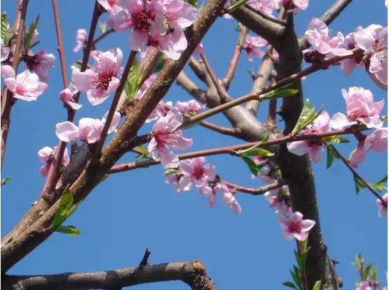 Foto relativa alla fioritura di un pesco