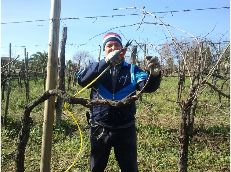 Operazione di potatura della vite