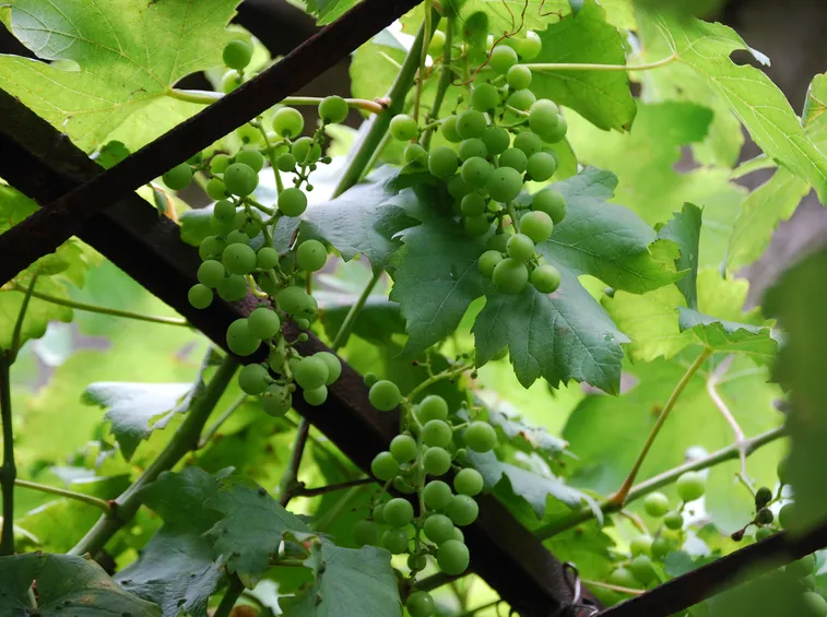 Vite a pergola