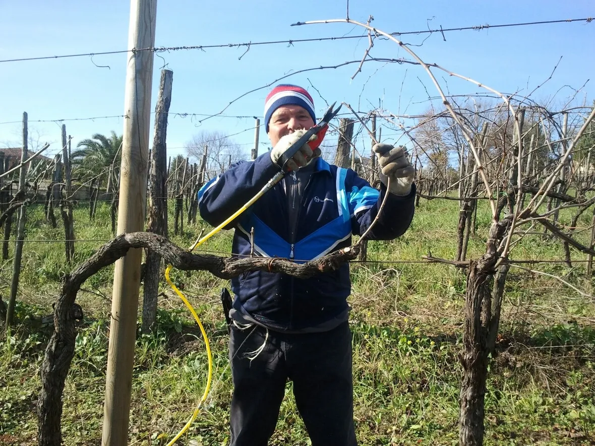 Operazione di potatura della vite