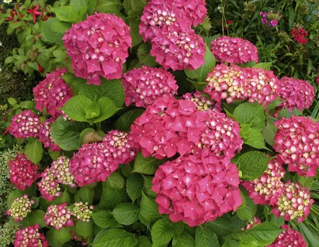 Ortensia Hydrangea macrophylla